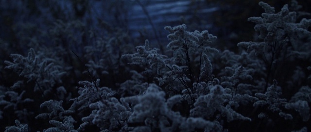 Video Reference: Plant, Twig, Natural landscape, Grey, Wood, Freezing, Evergreen, Snow, Forest, Shrub