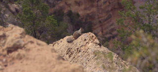 Video Reference: Plant, Bedrock, Fawn, Tree, Wood, Terrestrial animal, Landscape, Mountain, Outcrop, Grass