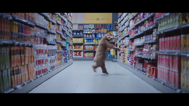 Video Reference: sloth, supermarket, grocery store, aisle, shelves, products, retail, animal, indoors, shopping, humorous, wildlife, wide shot, motion, commercial interior