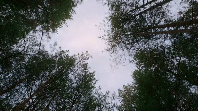 Video Reference: Sky, Cloud, Twig, Natural landscape, Wood, Grass, Trunk, Tree, Forest, Terrestrial plant