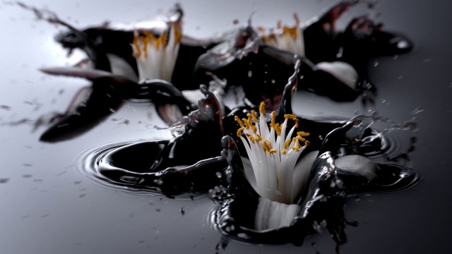 Video Reference: Liquid, Flower, White, Water, Petal, Fluid, Plant, Art, Flowering plant, Close-up
