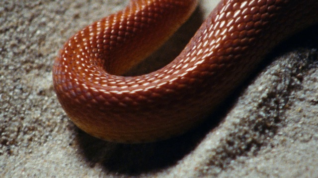 Video Reference: Scaled reptile, Terrestrial animal, Terrestrial plant, Cuisine, Close-up, Peach, Pattern, Colubridae, Macro photography, Fashion accessory
