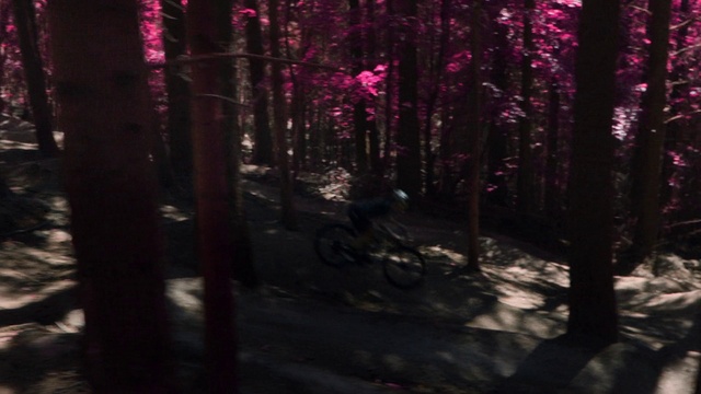 Video Reference: Plant, Automotive lighting, Wood, Natural landscape, Trunk, Terrestrial plant, Tree, Midnight, Deciduous, Tints and shades