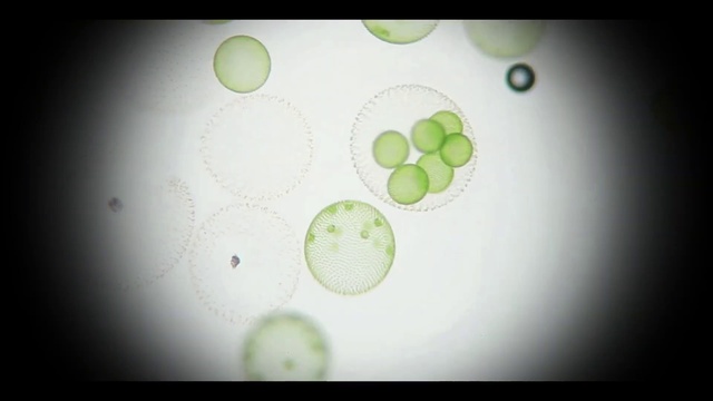 Video Reference: Organism, Font, Circle, Art, Petal, Pattern, Event, Logo, Macro photography, Design