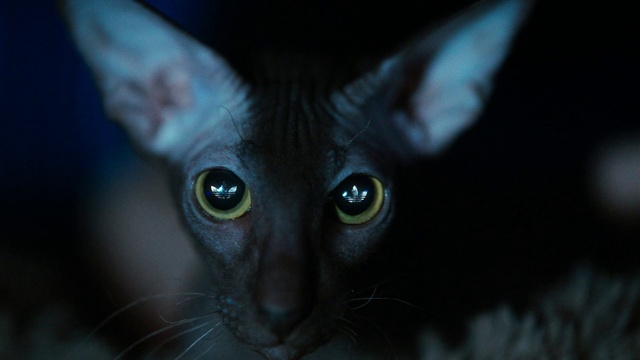 Video Reference: Head, Cat, Eye, Felidae, Carnivore, Small to medium-sized cats, Whiskers, Iris, Snout, Terrestrial animal
