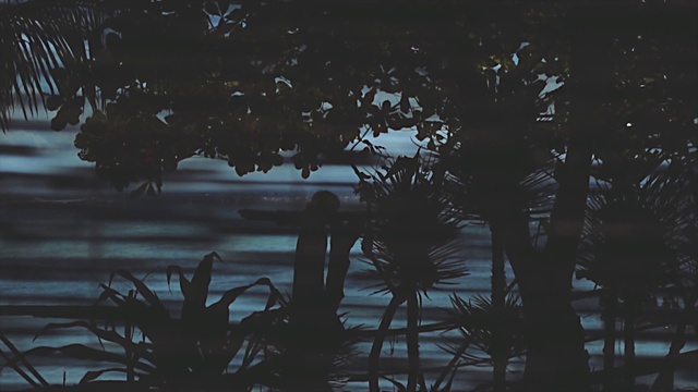 Video Reference: Water, Plant, Twig, Wood, Natural landscape, Arecales, Dusk, Terrestrial plant, Tints and shades, Landscape