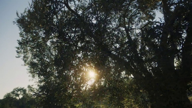 Video Reference: Atmosphere, Sky, Leaf, Natural landscape, Twig, Wood, Tree, Astronomical object, Plant, Trunk