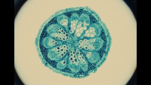 Video Reference: microscope, microscopy, cross-section, tissue, biology, plant, cellular, stained, laboratory, specimen, anatomy, histology, round, abstract, close-up