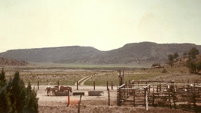 Video Reference: Sky, Ecoregion, Plant, Horse, Mountain, Working animal, Wood, Tree, Natural landscape, Plain