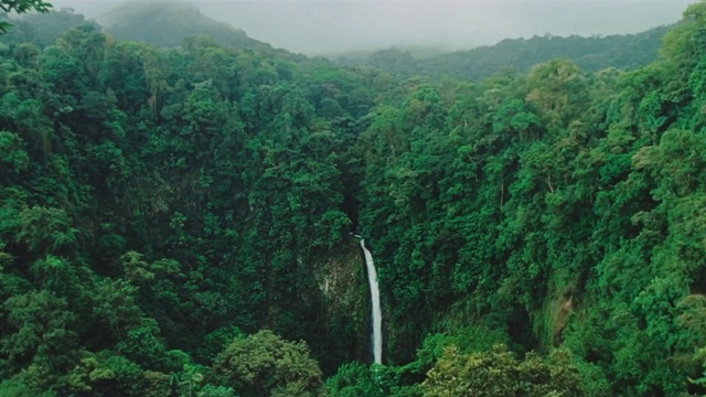 Video Reference: Water resources, Water, Plant, Plant community, Green, Ecoregion, Leaf, Natural landscape, Waterfall, Tree