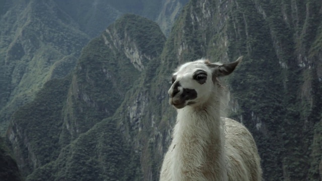 Video Reference: Llama, Mountain, Atmospheric phenomenon, Terrestrial animal, Mountainous landforms, Alpaca, Landscape, Livestock, Snout, Slope