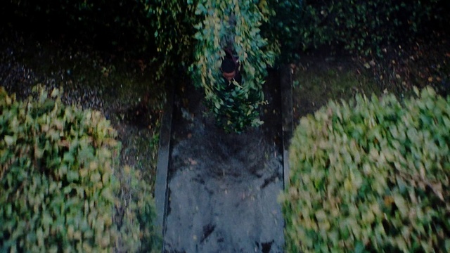 Video Reference: Plant, Terrestrial plant, Trunk, Wood, Groundcover, Grass, Road surface, Shrub, Tree, Landscape