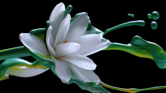 Video Reference: Flower, Plant, Petal, Water, Botany, Sacred lotus, Terrestrial plant, Lotus, Aquatic plant, Lotus family