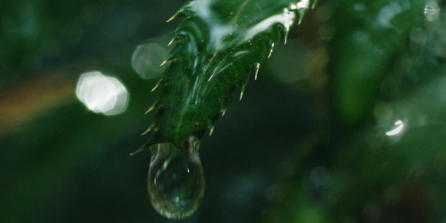 Video Reference: Liquid, Water, Plant, Fluid, Terrestrial plant, Grass, Moisture, Twig, Dew, Pest