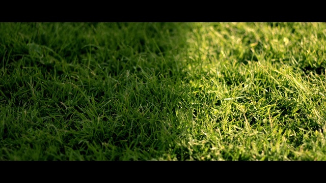 Video Reference: Leaf, Plant, People in nature, Terrestrial plant, Natural landscape, Groundcover, Grass, Grassland, Flooring, Grass family