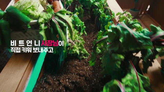 Video Reference: Green, Plant, Terrestrial plant, Leaf vegetable, Natural foods, Grass, Groundcover, Flowering plant, Produce, Ingredient