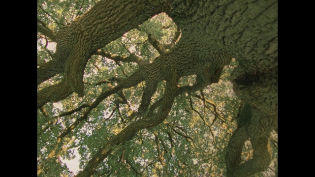 Video Reference: Plant, Wood, Twig, Trunk, Sunlight, Terrestrial plant, Grass, Tree, Deciduous, Tints and shades