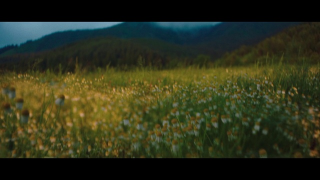 Video Reference: Flower, Plant, People in nature, Natural landscape, Petal, Terrestrial plant, Sky, Grass, Landscape, Grassland