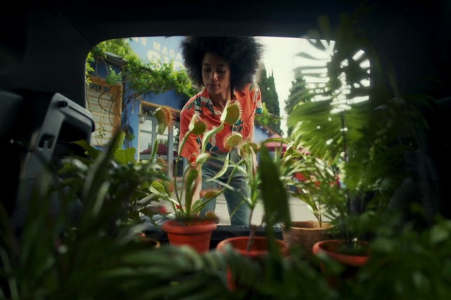 Video Reference: Plant, Flowerpot, Botany, Houseplant, Terrestrial plant, Grass, Fruit, Landscape, Tree, Leisure