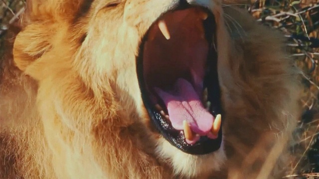 Video Reference: Roar, Felidae, Fang, Jaw, Carnivore, Organism, Tongue, Dog breed, Fawn, Whiskers