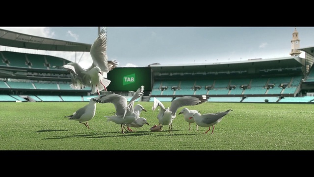 Video Reference: Bird, Sky, Vertebrate, Beak, Grass, Lari, Wing, Leisure, Seabird, Grassland