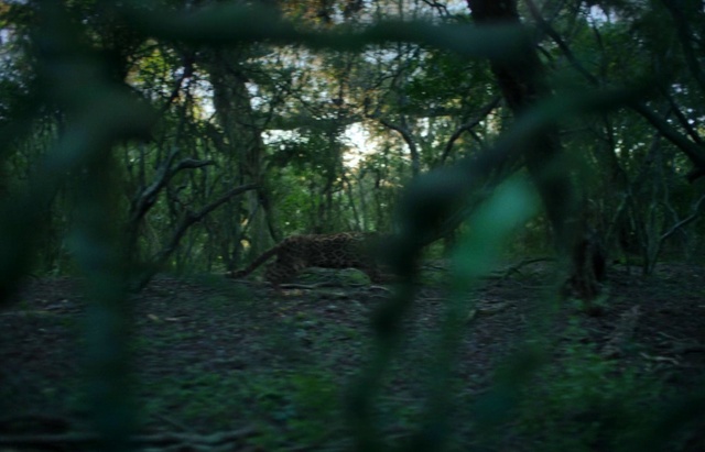 Video Reference: Plant, Terrestrial plant, Wood, Natural landscape, Trunk, Tree, Twig, Tints and shades, Deciduous, Shade