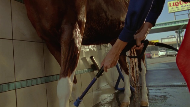 Video Reference: Vertebrate, Working animal, Mammal, Horse supplies, Fawn, Wood, Dairy cow, Human leg, Flooring, Fish