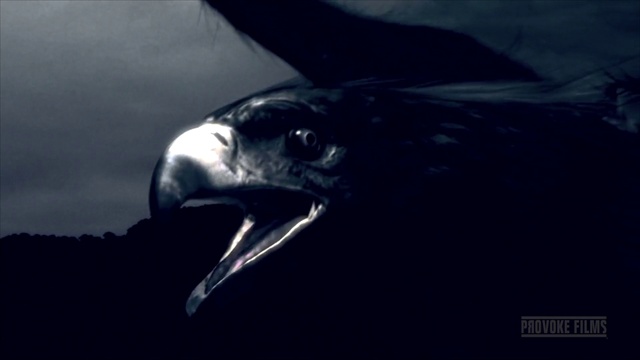 Video Reference: Bird, Beak, Sky, Accipitridae, Eagle, Accipitriformes, Bird of prey, Electric blue, Marine biology, Darkness