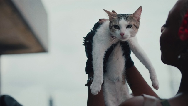 Video Reference: Cat, Felidae, Carnivore, Small to medium-sized cats, Gesture, Whiskers, Snout, Comfort, Domestic short-haired cat, Fur