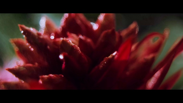 Video Reference: Plant, Flower, Petal, Terrestrial plant, Magenta, Flowering plant, Annual plant, Close-up, Pollen, Macro photography