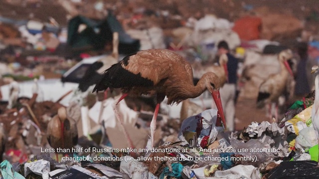 Video Reference: Bird, Beak, Feather, Adaptation, Phasianidae, Event, Crowd, Galliformes, Wildlife, Livestock