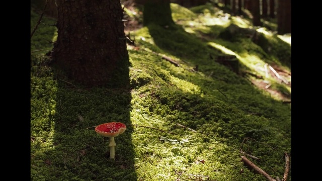 Video Reference: Plant, Natural landscape, People in nature, Wood, Branch, Trunk, Terrestrial plant, Sunlight, Grass, Woody plant