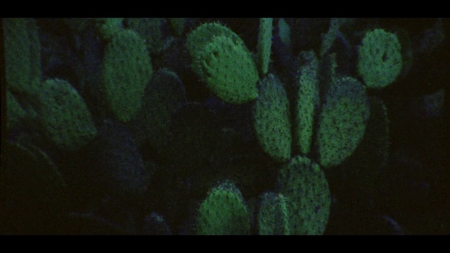 Video Reference: Plant, Botany, Leaf, Organism, Terrestrial plant, Gesture, Biome, Finger, Eastern prickly pear, Tree