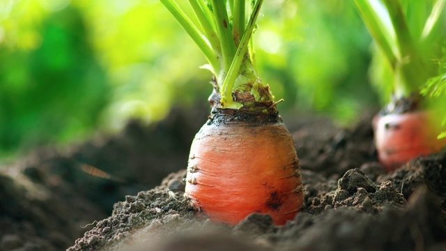 Video Reference: Plant, Terrestrial plant, Grass, Natural foods, Twig, Wood, Vegetable, Soil, Trunk, Plant stem