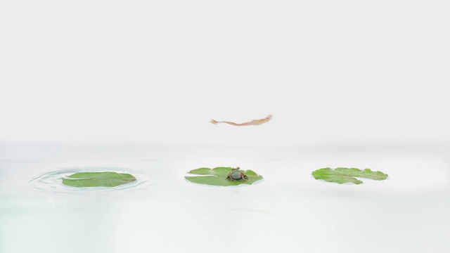 Video Reference: Liquid, Insect, Terrestrial plant, Plant, Pest, Aquatic plant, Parasite, Grass, Arthropod, Twig