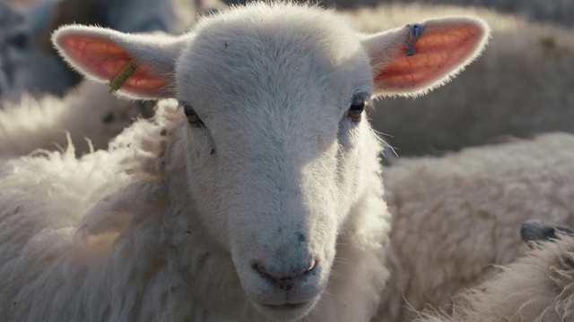 Video Reference: Vertebrate, Mammal, Sheep, Bathtub, Sheep, Terrestrial animal, Snout, Livestock, Dish, Fur