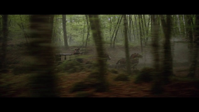 Video Reference: Atmosphere, Plant, Natural landscape, Wood, Trunk, Terrestrial plant, Tree, Window, Grass, Landscape