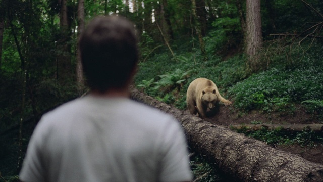 Video Reference: Plant, Carnivore, Tree, Terrestrial plant, Fawn, Natural landscape, Terrestrial animal, Grass, Recreation, Forest