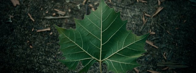 Video Reference: leaf, green, nature, plant, close-up, macro, texture, outdoors, foliage, botanical, ground, organic, still life
