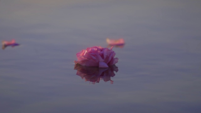Video Reference: Flower, Water, Plant, Petal, Pink, Aquatic plant, Rose, Liquid, Garden roses, Rose family