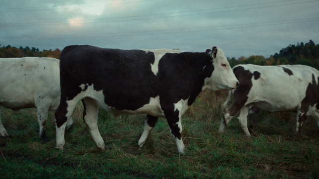 Video Reference: Sky, Cloud, Natural landscape, Dairy cow, Terrestrial animal, Grassland, Grass, Landscape, Meadow, Snout
