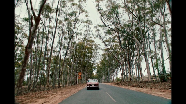 Video Reference: Car, Plant, Vehicle, Sky, Leaf, Motor vehicle, Road surface, Tree, Asphalt, Thoroughfare
