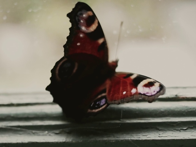 Video Reference: Aglais io, Pollinator, Insect, Arthropod, Butterfly, Moths and butterflies, Wing, Liquid, Tints and shades, Invertebrate