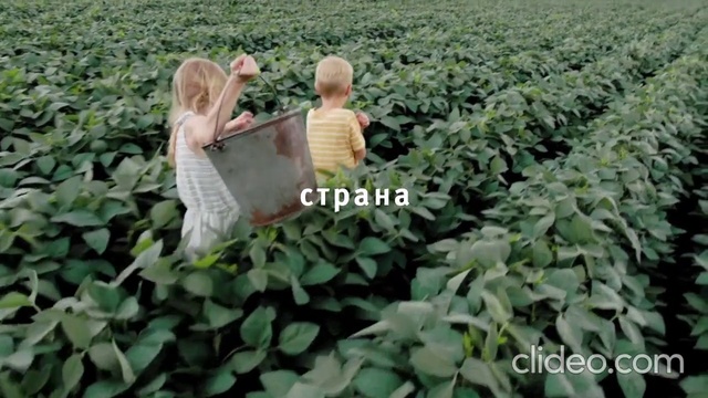 Video Reference: Plant, Plant community, Leaf, Botany, Vegetation, Gesture, Shrub, Grass, Adaptation, Groundcover