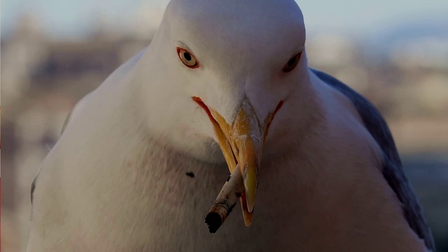Video Reference: Bird, Beak, Gesture, Feather, Lari, Gull, Wing, Seabird, Water bird, Charadriiformes
