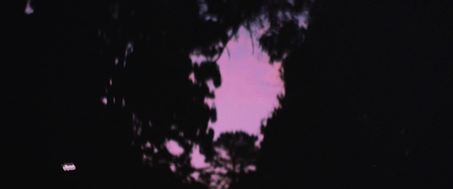 Video Reference: Sky, Purple, Plant, Violet, Tints and shades, Astronomical object, Twig, Cloud, Midnight, Tree