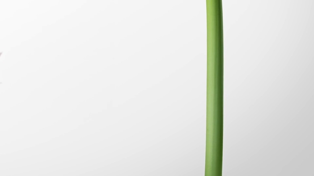 Video Reference: Plant, Terrestrial plant, Rectangle, Twig, Tints and shades, Water, Tree, Wood, Pattern, Font