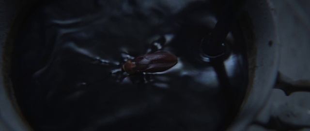 Video Reference: Insect, Arthropod, Liquid, Pest, Darkness, Parasite, Macro photography, Electric blue, Invertebrate, Flash photography