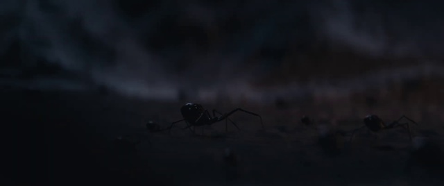 Video Reference: Eye, Arthropod, Insect, Astronomical object, Twig, Sky, Wing, Pest, Science, Midnight