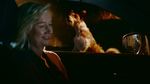 Video Reference: Cat, Smile, Carnivore, Felidae, Mirror, Fawn, Fun, Companion dog, Small to medium-sized cats, Whiskers